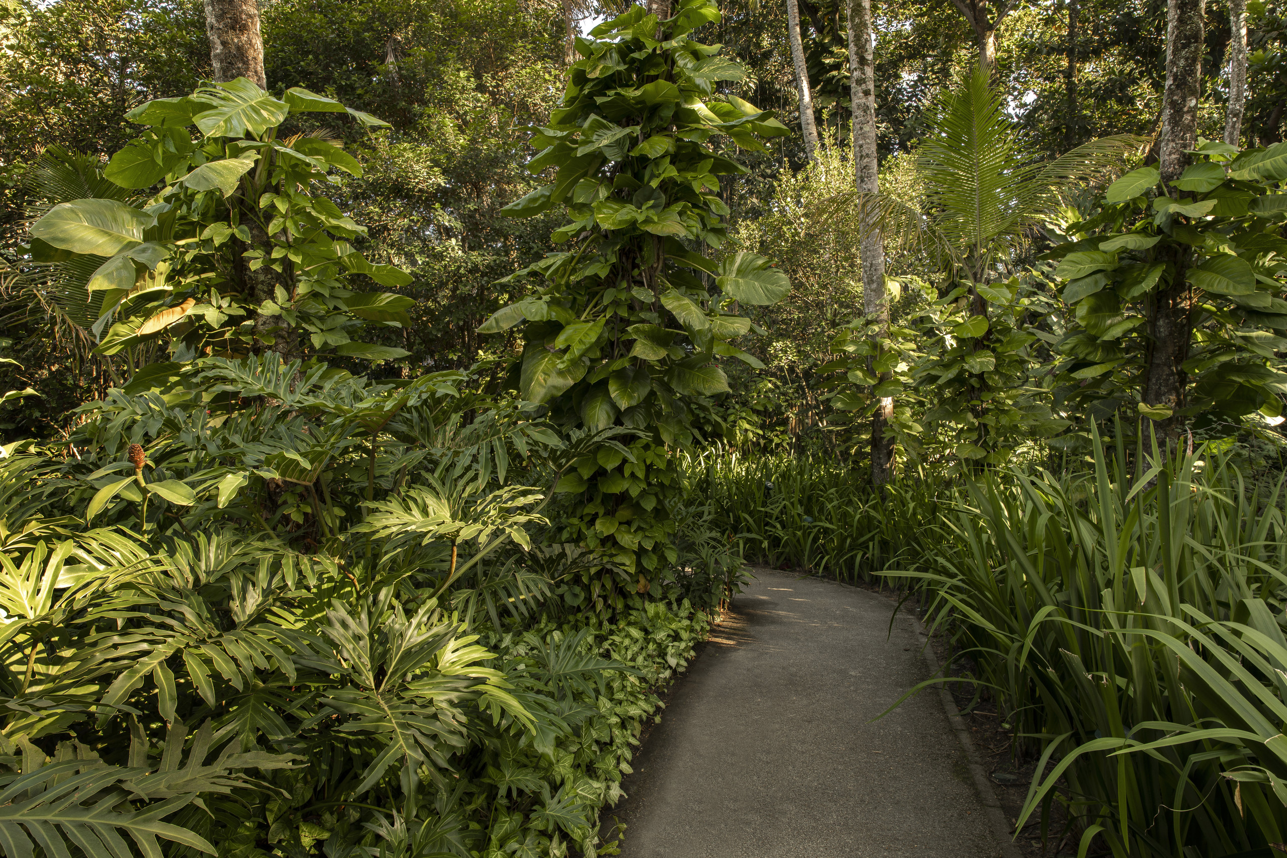 Jardim tropical exuberante com caminho pavimentado sinuoso ladeado por densa vegetação de grande e médio porte, criando um corredor verde imersivo que remete a uma floresta tropical. A estratificação vertical é rica, com trepadeiras cobrindo troncos de árvores, aráceas e zingiberáceas no estrato médio e gramíneas ornamentais e forrações no estrato inferior. A composição transmite forte sensação de imersão na natureza, com luz filtrada pela copa das árvores criando jogos de luz e sombra sobre o p, estilo Tropical, elementos caminho pavimentado curvo, vegetação densa em bordadura, trepadeira em tronco de árvore, estratificação vertical de plantas, massa verde contínua, sub-bosque sombreado, plantas costela-de-adão, filodendro-guaimbê, jiboia, singônio, alpínia, helicônia, palmeira-areca, palmeira-real, lírio-do-brejo, dracena, antúrio, gengibre-ornamental, pacová, bananeira-ornamental, moreia, capim-do-texas, cróton, inhame-ornamental, samambaia, taioba-ornamental, ambiente relaxante, acolhedor, sofisticado, localização jardim, corredor, área grande, estruturas nenhum, cores verde-escuro, verde-claro, verde-amarelado, cinza (piso), marrom (troncos), piso pisantes, privacidade cerca_viva, muro_verde, água nenhum