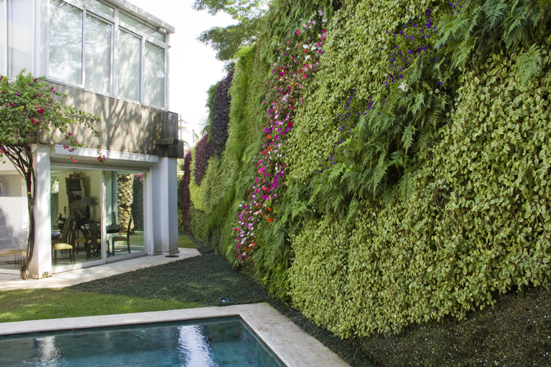 Projeto paisagístico contemporâneo que integra um imponente jardim vertical de aproximadamente 4 metros de altura, composto por diversas espécies tropicais como samambaias, jiboias, lambaris-roxos e impatiens coloridos, criando uma tapeçaria viva que reveste todo o muro lateral do quintal. A piscina retangular de borda infinita em pedra natural se posiciona ao pé do muro verde, refletindo a exuberância vegetal, enquanto a arquitetura modernista com grandes panos de vidro e laje plana de concreto, estilo Moderno, Tropical, elementos Jardim vertical de grande porte cobrindo muro lateral inteiro, Piscina retangular com borda de pedra natural, Esquadrias de alumínio e vidro temperado piso-teto, Laje de concreto aparente na cobertura/marquise, Gramado bem aparado entre edificação e piscina, Árvore ornamental adulta com porte médio junto à fachada, Sala de jantar integrada ao jardim com portas de correr, plantas Primavera, Samambaia, Hera, Impatiens, Petúnia, Lambari-roxo, Peperômia, Jiboia, Ripsális, Aspargo-samambaia, Grama-esmeralda, Véu-de-noiva, Barba-de-serpente, Begônia, Columéia, ambiente sofisticado, moderno, relaxante, localização jardim, piscina, muro, área medio, estruturas iluminacao, cores verde-claro, verde-escuro, magenta, roxo, branco, vermelho, rosa, cinza, piso grama, pedra, privacidade muro_verde, água piscina