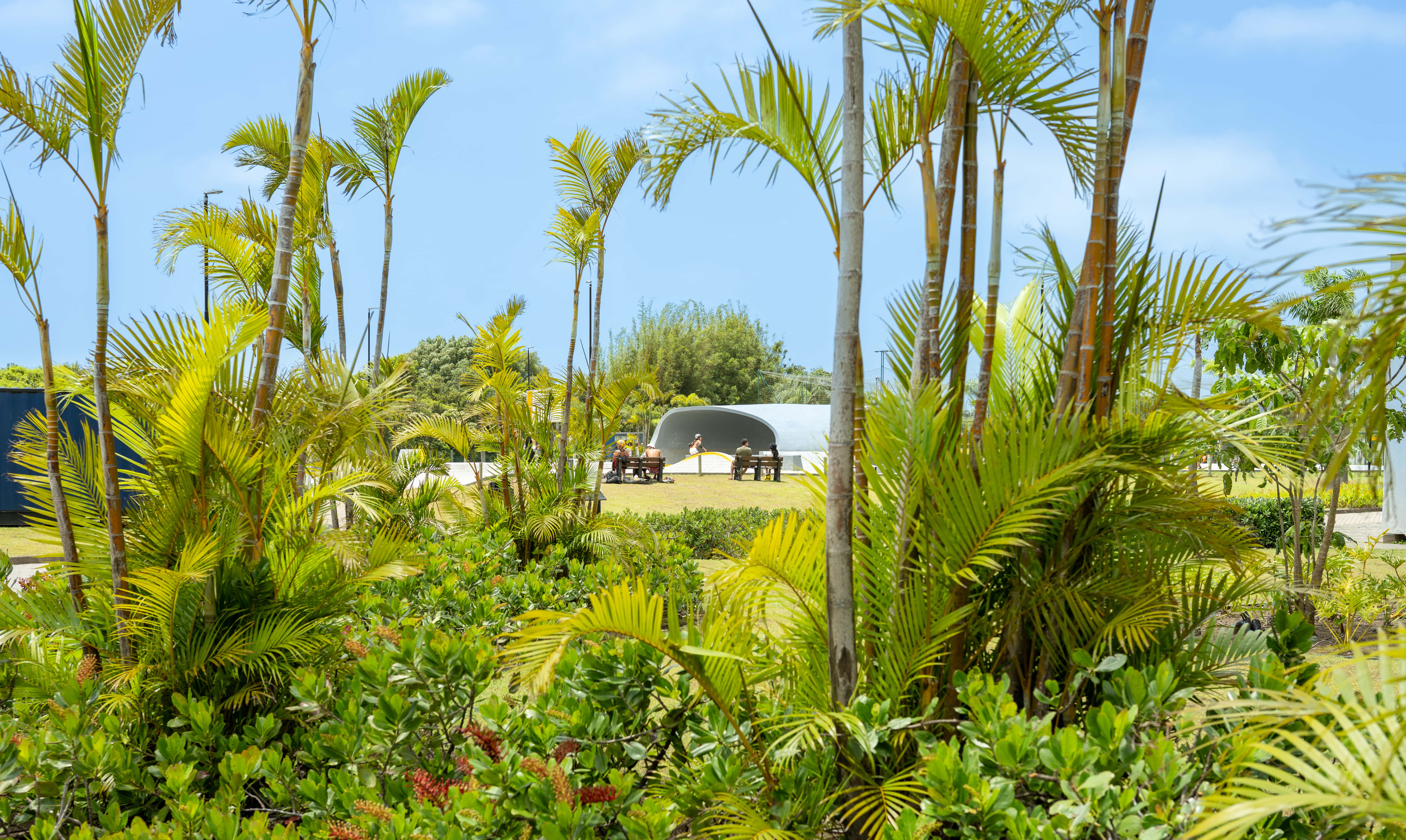 Projeto paisagístico de grande porte em estilo tropical contemporâneo, com predominância de palmeiras-areca (Dypsis lutescens) dispostas em grupos escalonados que criam uma cortina vegetal translúcida, emoldurando a vista para uma concha acústica de concreto ao fundo posicionada sobre amplo gramado. A forração densa combina maciços de clúsia, pingo-de-ouro e ixoras que formam camadas volumétricas progressivas, criando profundidade visual e riqueza textural desde o primeiro plano até o horizonte., estilo Moderno, Tropical, elementos Maciço tropical de palmeiras-areca em grupo com alturas escalonadas, Forração densa com arbustos de clúsia e pingo-de-ouro podados em massa, Gramado amplo e bem aparado ao fundo como plano de respiro, Concha acústica ou estrutura arquitetônica em arco de concreto ao fundo, Bancos de madeira dispostos sobre o gramado junto à estrutura, Canteiro misto com volumetria em camadas progressivas de baixo para alto, plantas Palmeira-areca, Palmeira-real, Ixora, Clúsia, Pingo-de-ouro, Helicônia, Pleomele, Abacaxi-roxo, Cróton, ambiente relaxante, moderno, sofisticado, localização jardim, entrada, área grande, estruturas banco, iluminacao, cores verde-limão, verde-escuro, amarelo-dourado, vermelho-rosado, marrom dos troncos, branco da estrutura, piso grama, privacidade cerca_viva, água nenhum