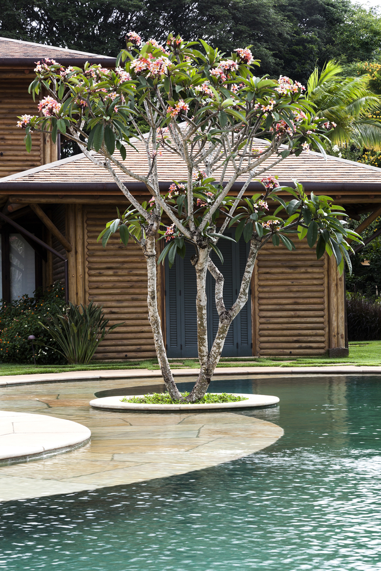 Projeto paisagístico de alto padrão em propriedade tropical, onde uma exuberante Plumeria rubra com múltiplos troncos escultóricos e floração rosa é protagonista absoluta, plantada em uma ilha circular elevada que emerge entre o piso de arenito e a piscina de formato orgânico com água esverdeada. A edificação ao fundo, construída em troncos roliços de madeira com venezianas cinza-chumbo e cobertura em shingle, confere atmosfera de resort sofisticado, enquanto o gramado impecável de Zoysia japoni, estilo Tropical, Moderno, elementos Piscina de formato orgânico com borda curvilínea em pedra natural, Ilha circular elevada em alvenaria com borda arredondada branca abrigando a Plumeria, Piso em pedra natural tipo arenito com recortes orgânicos junto à piscina, Casa em troncos de madeira roliça com cobertura em telha shingle, Portas-venezianas em madeira pintada de cinza-escuro, Gramado bem aparado entre a piscina e a edificação, plantas Jasmim-manga, Palmeira-real, Grama-esmeralda, Forracao verde junto ao tronco - Amendoim-rasteiro, ambiente relaxante, sofisticado, localização piscina, jardim, área grande, estruturas nenhum, cores verde-esmeralda, rosa-claro, branco, bege-areia, cinza-escuro, marrom-madeira, turquesa, piso grama, pedra, privacidade nenhum, água piscina