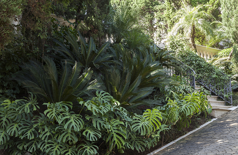 Projeto paisagístico de influência clássica europeia com forte caráter tropical, onde um maciço denso de cicas (Cycas revoluta) ao centro é emoldurado por uma generosa forração de costelas-de-adão (Monstera deliciosa) que se espalham organicamente ao longo do canteiro junto à escadaria. A escadaria em pedra natural com corrimão em ferro forjado e a balaustrada clássica conferem elegância e imponência ao acesso, enquanto o piso em paralelepípedo de pedra harmoniza com a vegetação exuberante crian, estilo Classico, Tropical, elementos escadaria em pedra com corrimão em ferro forjado ornamental, balaustrada clássica em concreto/pedra com acabamento amarelado, piso em paralelepípedo de pedra natural, canteiro elevado com plantio adensado de forração e palmáceas, plantas Costela-de-adão, Cica, Palmeira, Cipreste, Hera, ambiente sofisticado, acolhedor, relaxante, localização entrada, jardim, corredor, área medio, estruturas iluminacao, cores verde-escuro, verde-claro, cinza-pedra, bege-amarelado, preto-ferro, piso pedra, privacidade cerca_viva, água nenhum