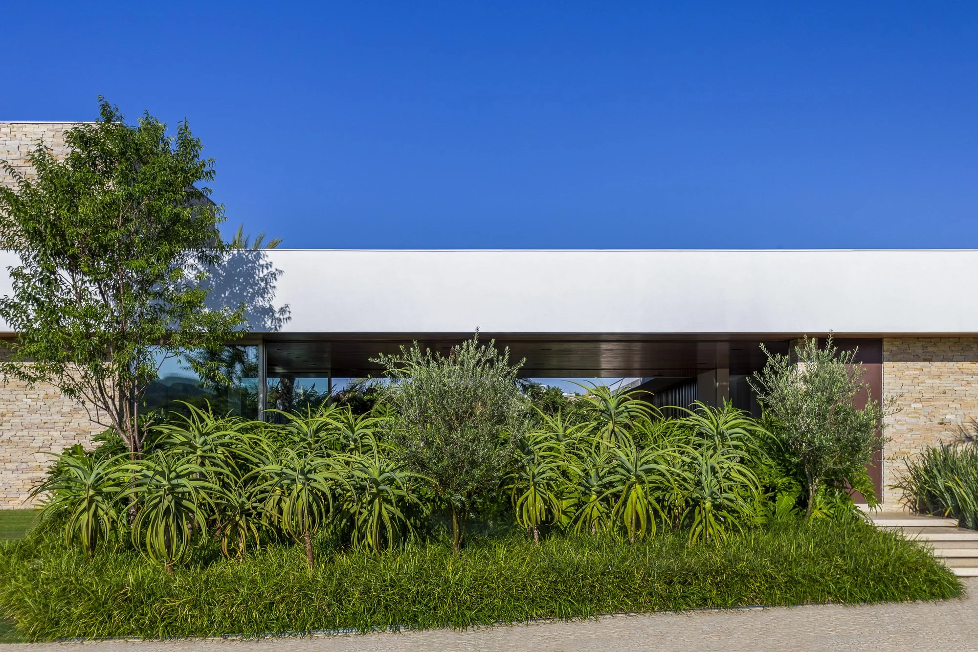 Projeto paisagístico de fachada residencial contemporânea de alto padrão, onde um extenso canteiro elevado composto por maciços volumosos de Aloe arborescens intercalados com oliveiras cria uma barreira verde orgânica e escultural diante dos panos de vidro, proporcionando privacidade sem perder a leveza. A forração contínua de grama-amendoim unifica a composição, enquanto a árvore de médio porte à esquerda equilibra a horizontalidade marcante da arquitetura com platibanda branca e paredes de ped, estilo Moderno, Tropical, elementos Maciço denso de aloes em primeiro plano criando volumetria orgânica, Oliveiras podadas como arbustos médios intercaladas entre os aloes, Forração verde contínua de grama-amendoim cobrindo todo o canteiro elevado, Árvore de médio porte com copa leve posicionada à esquerda da fachada, Canteiro elevado com bordadura natural junto ao piso de pedra, Parede de pedra natural (canjiquinha) emoldurando a fachada, Panos de vidro de piso ao teto integrando interior e exterior, Laje plana em balanço com platibanda branca, plantas Aloe-candelabro, Oliveira, Grama-amendoim, Dracena, Jabuticabeira ou árvore de médio porte não identificada com precisão, ambiente moderno, sofisticado, relaxante, localização fachada, entrada, jardim, área grande, estruturas iluminacao, cores Verde intenso dos aloes, Verde acinzentado das oliveiras, Verde claro da forração rasteira, Bege e tons terrosos da pedra natural canjiquinha, Branco da platibanda e laje, Marrom escuro dos painéis de madeira internos, Azul intenso do céu, piso pedra, grama, privacidade cerca_viva, água nenhum
