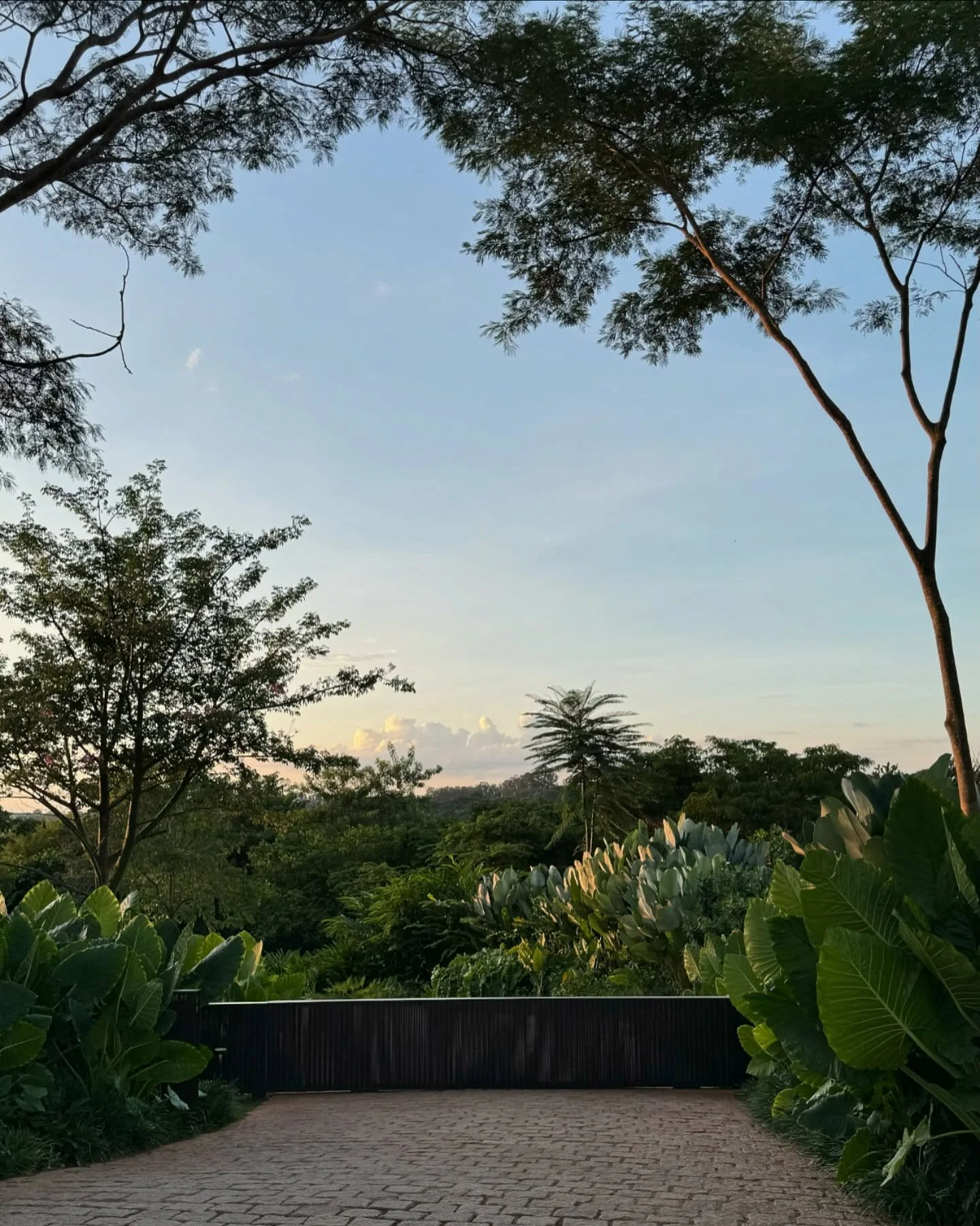 Projeto de entrada residencial em estilo tropical contemporâneo, com portão de réguas verticais em acabamento escuro (possível shou sugi ban ou aço corten) ladeado por exuberantes maciços de Alocasia macrorrhizos e Strelitzia nicolai que criam uma moldura verde densa e volumétrica. O piso em bloquetes intertravados cor terracota conduz o olhar até o portão, enquanto árvores de porte alto como Albizias enquadram o céu do entardecer, conferindo profundidade e verticalidade ao acesso. A vegetação t, estilo Moderno, Tropical, elementos Portão basculante em réguas verticais de aço corten ou madeira escura carbonizada (shou sugi ban), Piso intertravado em bloquetes de concreto tipo paver com padrão espinha-de-peixe em tom terracota, Iluminação de piso tipo balizador junto ao portão, Maciços volumétricos de folhagens tropicais em ambos os lados do acesso, Arborização de copa ampla criando enquadramento natural do céu, plantas Taioba-ornamental, Estrelítzia-branca, Albizia, Flamboyant-mirim, Samambaia-açu, Helicônia, Filodendro, Bananeira-ornamental, ambiente sofisticado, moderno, acolhedor, localização entrada, fachada, área grande, estruturas iluminacao, cores Verde-escuro, Verde-claro, Terracota, Preto/Carvão, Azul-celeste, Dourado-alaranjado do entardecer, piso pisantes, privacidade cerca_viva, muro_verde, água nenhum