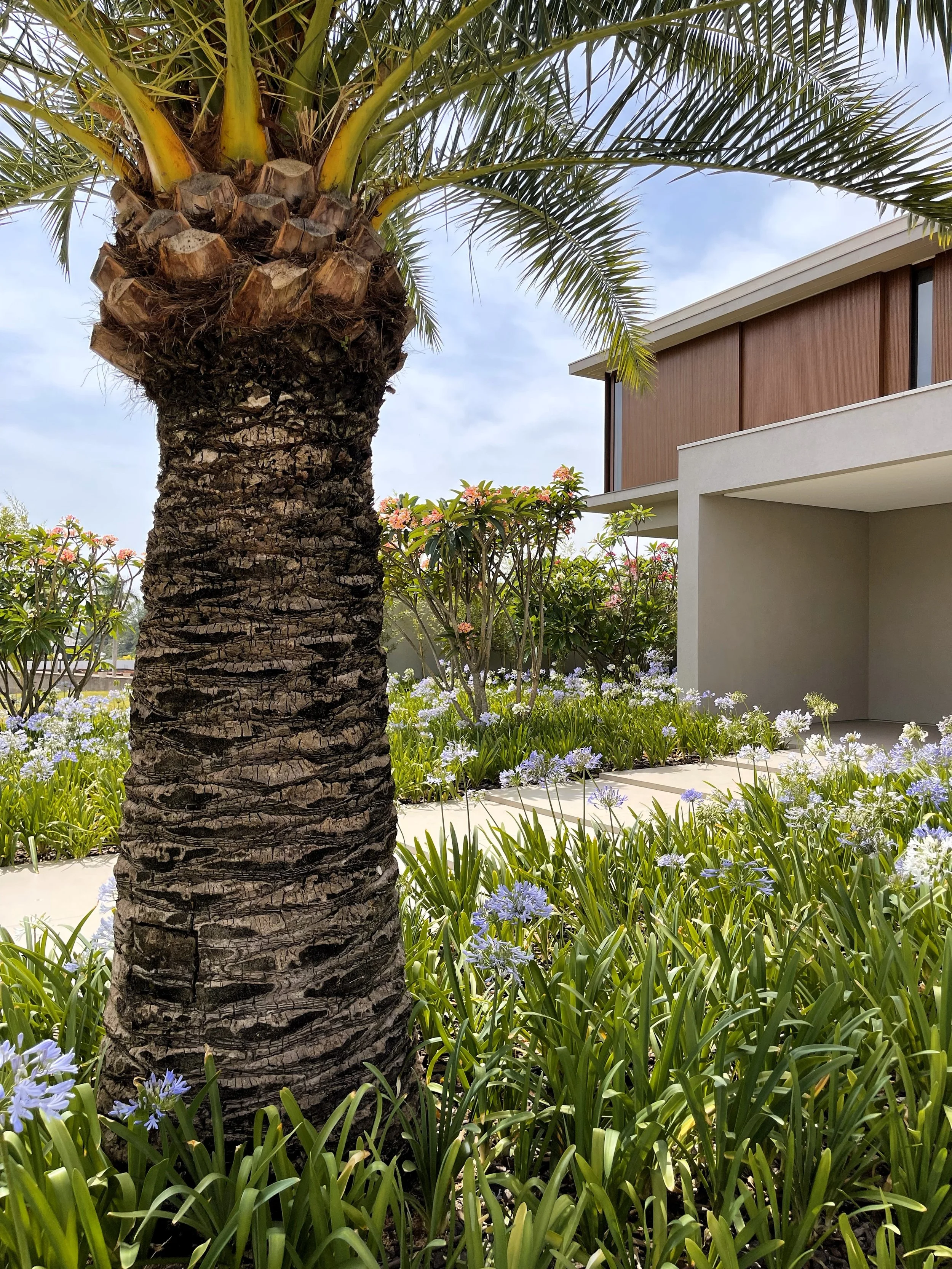 Projeto paisagístico de estilo tropical contemporâneo que emoldura a fachada moderna de uma residência com revestimento em madeira e linhas retas, utilizando uma imponente Palmeira-das-canárias como ponto focal vertical. O maciço de agapantos em plena floração lilás forma um tapete vibrante ao redor do tronco da palmeira, enquanto arbustos de ixoras e plumerias em tons rosados e corais criam camadas cromáticas sofisticadas no plano intermediário. A composição equilibra volumetria, textura e cor , estilo Moderno, Tropical, elementos palmeira de grande porte como ponto focal central, maciço denso de agapantos como forração florida, arbustos floridos de ixora em segundo plano criando camadas de cor, plumeria ao fundo com floração rosada complementando a paleta, edificação moderna com fachada em madeira e concreto aparente, passeio em piso cimentado claro integrando o jardim à construção, plantas Palmeira-das-canárias, Agapanto, Ixora, Plumeria, Grama-esmeralda, ambiente sofisticado, moderno, relaxante, localização fachada, jardim, entrada, área grande, estruturas iluminacao, nenhum, cores verde-escuro, verde-claro, lilás, azul-claro, rosa, coral, marrom, bege, branco, piso pisantes, grama, privacidade cerca_viva, água nenhum