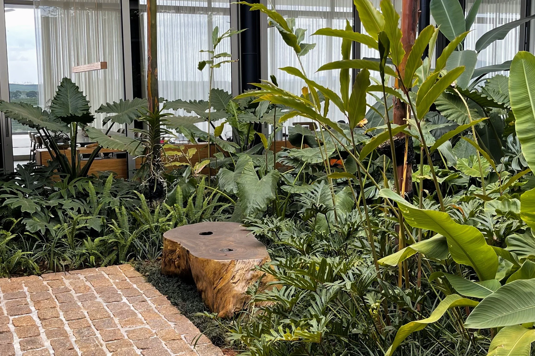 Jardim tropical interno (indoor garden) inserido em um ambiente corporativo ou lobby de alto padrão, com densa composição de folhagens tropicais de grande porte como alocásias, helicônias, estrelítzias e filodendros, criando uma atmosfera exuberante de floresta úmida. O piso de tijolinhos de demolição em tom terracota conduz o olhar até um tronco de madeira maciça com acabamento artesanal, que funciona como assento ou elemento escultórico, contrastando a rusticidade natural com os painéis de vid, estilo Moderno, Tropical, elementos Tronco de madeira maciça natural com acabamento polido utilizado como banco ou mesa lateral, Piso em tijolinhos de demolição aparentes com juntas de areia em padrão espinha de peixe, Grandes painéis de vidro com cortinas brancas translúcidas ao fundo, Mobiliário corporativo de madeira e metal ao fundo, Troncos de palmeira como elementos verticais naturais, Forração densa de plantas rasteiras compondo o substrato, plantas Alocásia, Helicônia, Filodendro-guaimbê, Samambaia-de-boston, Estrelítzia, Bananeira-ornamental, Palmeira-real, Espada-de-são-jorge, Renda-portuguesa, Grama-preta, Filodendro-xanadu, Costela-de-adão, ambiente relaxante, moderno, sofisticado, localização jardim, entrada, área medio, estruturas banco, cores Verde-escuro, Verde-claro, Verde-oliva, Marrom-madeira, Terracota, Bege, Branco, piso pisantes, privacidade muro_verde, água nenhum