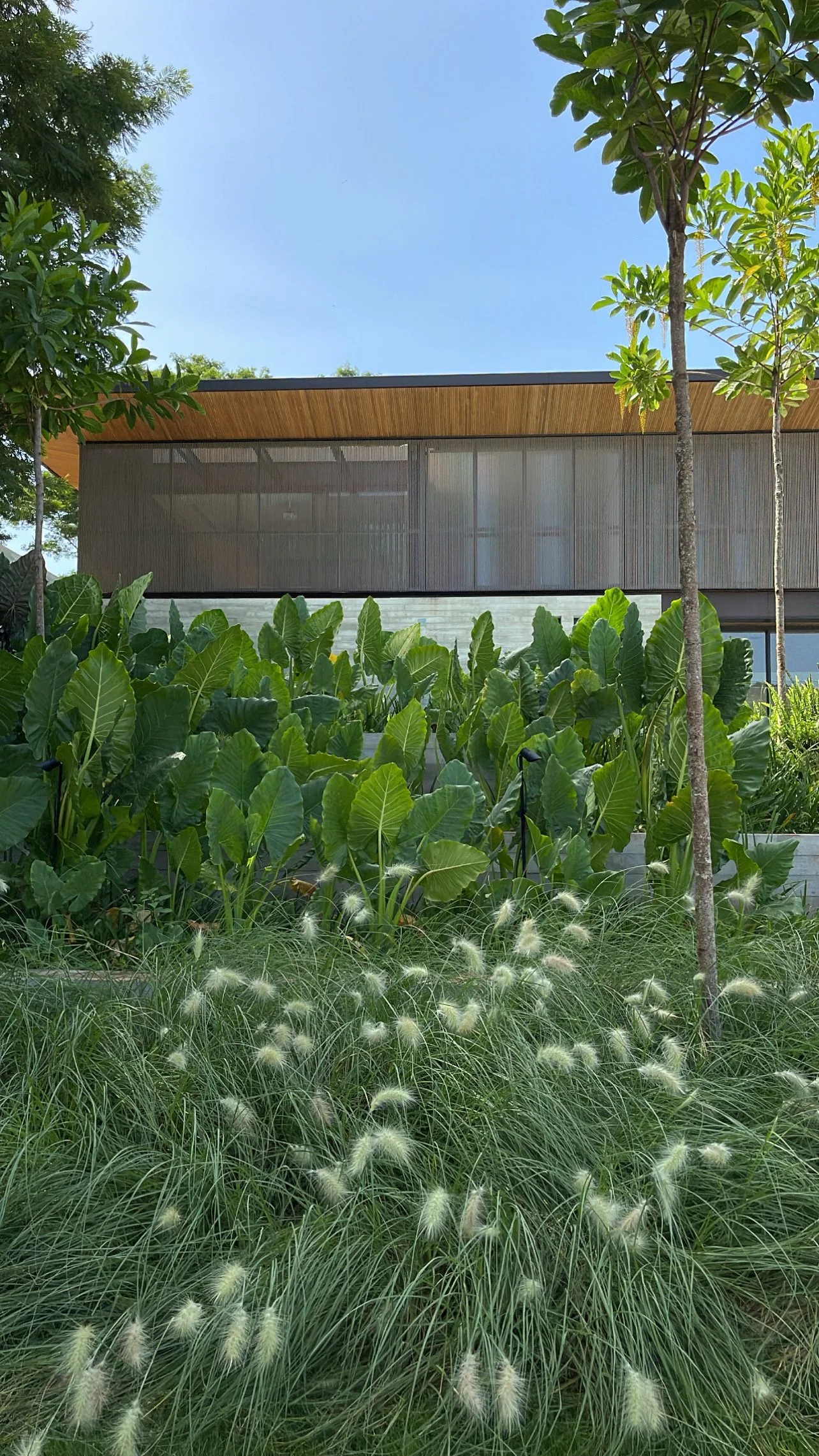 Projeto paisagístico contemporâneo de grande escala que integra a exuberância tropical à arquitetura moderna, utilizando massas densas de capim-do-texas (Pennisetum setaceum) em primeiro plano cujas inflorescências branco-creme criam movimento e leveza, contrastando com o maciço robusto de taiobas-ornamentais (Alocasia macrorrhizos) que formam uma barreira verde escultural entre o jardim e a fachada. A composição em camadas — gramíneas, folhagens tropicais e árvores de porte médio em tronco limp, estilo Moderno, Tropical, elementos Massa densa de capim ornamental em primeiro plano com inflorescências branco-creme, Maciço volumoso de folhagens tropicais de grande porte ao centro, Árvores de porte médio em tronco único criando verticalidade, Fachada contemporânea com painéis de madeira ripada e cobertura com beiral em madeira, Base em pedra natural ou concreto aparente sob a edificação, Spots de iluminação de jardim embutidos no canteiro de alocásias, plantas Capim-do-texas, Taioba-ornamental, Figueira, Plumeria, ambiente moderno, sofisticado, relaxante, localização fachada, jardim, área grande, estruturas iluminacao, cores Verde-claro, Verde-escuro, Branco-creme, Marrom-madeira, Cinza-concreto, Azul-céu, piso grama, pedra, privacidade cerca_viva, água nenhum