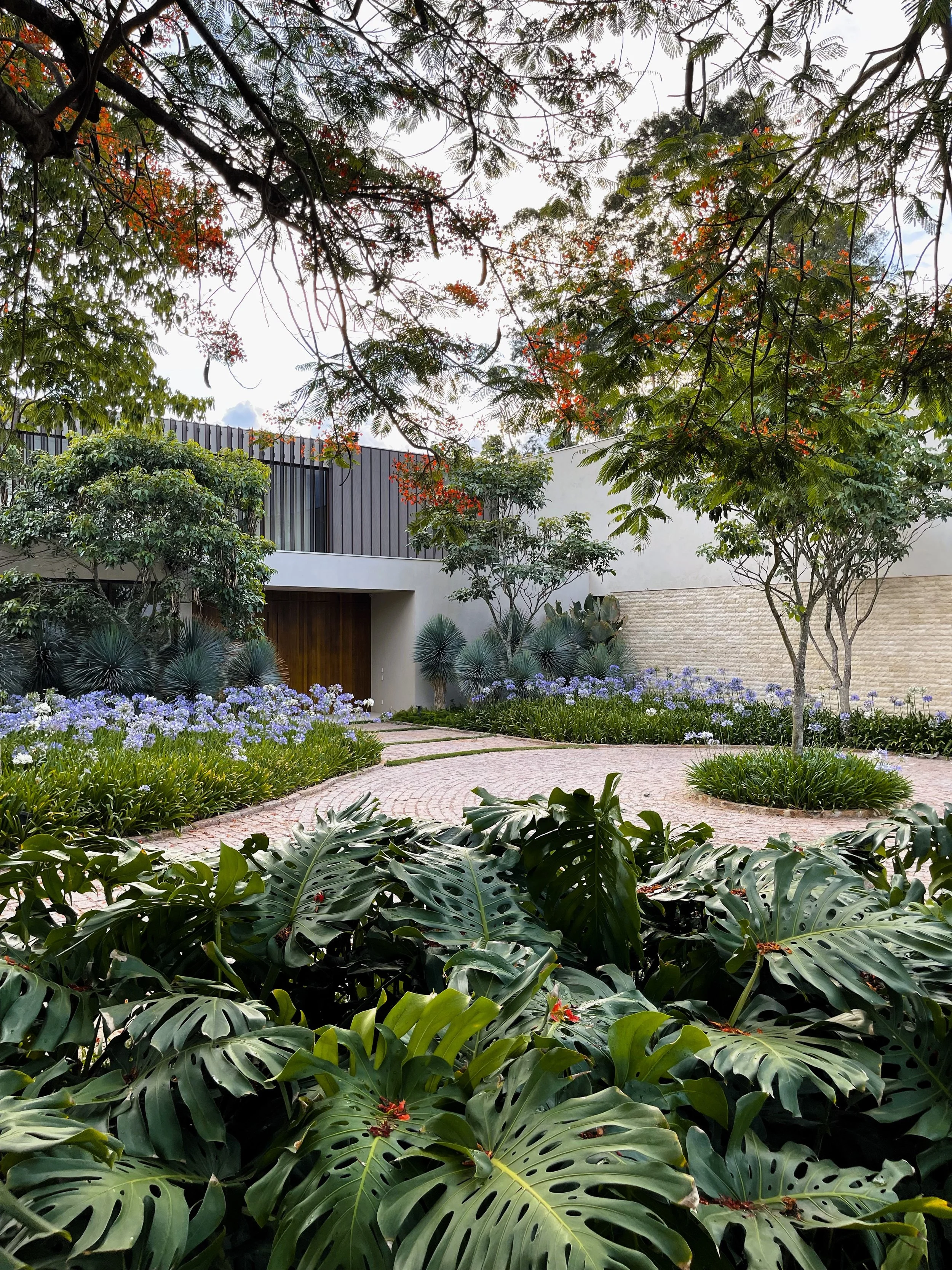 Projeto paisagístico de entrada residencial de alto padrão que combina volumetria tropical exuberante com linhas arquitetônicas contemporâneas, utilizando um generoso tapete de costelas-de-adão em primeiro plano que conduz o olhar por um piso de petit-pavé em paginação radial até o portão pivotante de madeira emoldurado por brises metálicos verticais. Massas de agapantos lilases pontuam ambos os lados do acesso, criando ritmo cromático suave que contrasta com as florações alaranjadas intensas do, estilo Moderno, Tropical, elementos Piso intertravado em paginação circular (petit-pavé), Canteiros orgânicos com bordadura de liriopes, Portão pivotante em madeira de lei, Muro de fachada em pedra palito/canjiquinha bege, Volume arquitetônico com brises verticais metálicos, Ilha circular ajardinada no centro do acesso veicular, Massa arbustiva em camadas escalonadas de alturas variadas, plantas Costela-de-adão, Agapanto, Flamboyant, Yucca-azul, Pata-de-elefante, Ixora, Liriope, Palmeira-azul, ambiente sofisticado, moderno, acolhedor, localização entrada, fachada, jardim, área grande, estruturas iluminacao, cores Verde-escuro, Verde-acinzentado, Lilás/Azul-lavanda, Laranja-avermelhado, Bege, Branco, Marrom-madeira, piso pisantes, pedra, privacidade cerca_viva, muro_verde, água nenhum