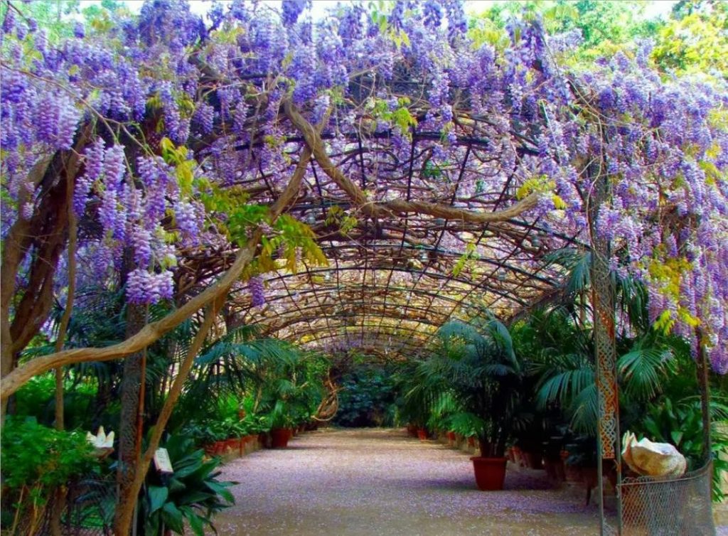 Majestoso túnel de glicínias (Wisteria sinensis) em plena floração primaveril, com cachos pendentes em tons de lilás e violeta que cobrem abundantemente uma pérgola em arco de estrutura metálica, criando um corredor sombreado e romântico de grande impacto visual. Ao longo do caminho de saibro compactado, vasos de cerâmica terracota abrigam palmeiras-areca e espécies tropicais que contrastam com a exuberância europeia da glicínia, remetendo a um jardim botânico histórico de estilo clássico medite, estilo Classico, Tropical, elementos Pérgola metálica em arco tipo túnel com estrutura de ferro curvada, Vasos de barro/cerâmica de médio e grande porte alinhados ao longo do corredor, Colunas ornamentais em ferro fundido com detalhes vazados sustentando a pérgola, Troncos lenhosos retorcidos da glicínia entrelaçados na estrutura metálica, Concha marinha decorativa grande no nível do solo à direita, Placas de identificação botânica em pequenos suportes, plantas Glicínia, Palmeira-areca, Samambaia, Lírio-da-paz, Palmeira-leque, Filodendro, Cica, ambiente sofisticado, relaxante, acolhedor, localização corredor, jardim, entrada, área grande, estruturas pergolado, iluminacao, cores Lilás intenso, Violeta, Verde-escuro, Verde-claro, Marrom dos troncos, Terracota dos vasos, Bege do piso, piso brita, pedra, privacidade cerca_viva, água nenhum