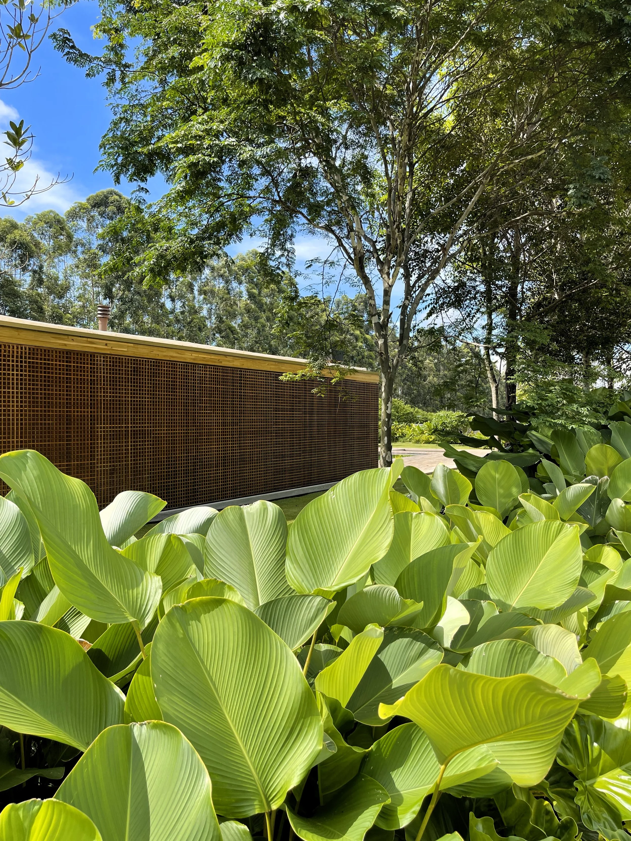 Projeto paisagístico de linguagem tropical contemporânea, onde um generoso maciço de Calathea lutea em primeiro plano cria uma massa vegetal escultórica de folhas largas e cerosas em tons de verde-limão, contrastando com a fachada ventilada em treliça de madeira cumaru da edificação ao fundo. O bosque de árvores de médio e grande porte — incluindo eucaliptos e espécies de troncos claros — compõe uma cortina verde que filtra a luz natural e proporciona sombreamento e privacidade. A integração ent, estilo Moderno, Tropical, elementos Painel treliçado em madeira cumaru como fachada ventilada, Viga superior em madeira maciça aparente, Maciço denso de folhagens tropicais em primeiro plano, Bosque de árvores de médio e grande porte ao fundo, Volumetria horizontal da edificação integrada ao paisagismo, plantas Caeté ou Biri, Eucalipto, Pau-mulato ou Pau-d'água, Tipuana, Helicônia, ambiente relaxante, sofisticado, moderno, localização jardim, fachada, área grande, estruturas pergolado, cores Verde-limão, Verde-escuro, Marrom-amadeirado, Azul-céu, Branco (troncos e nuvens), piso grama, privacidade cerca_viva, água nenhum