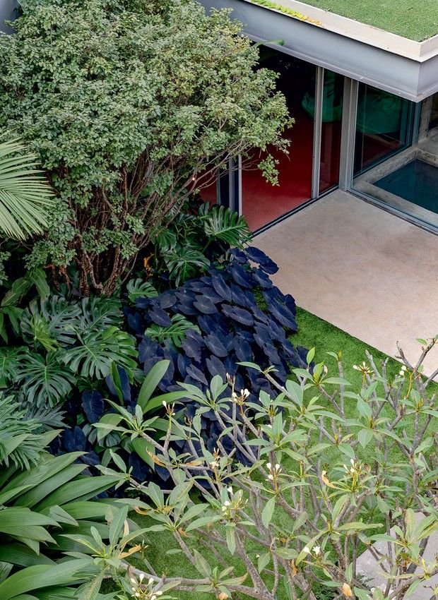 Projeto paisagístico de linguagem modernista tropical, com volumoso canteiro de espécies de folhagens exuberantes — como costela-de-adão, marantas de folhas escuras e palmeiras-ráfis — que criam uma massa vegetal densa e escultural junto à fachada envidraçada da residência. O contraste entre o verde profundo das folhagens, o tom quase negro das marantas e a parede vermelha ao fundo revela uma paleta cromática ousada e sofisticada, típica do paisagismo contemporâneo brasileiro. A presença de teto, estilo Moderno, Tropical, elementos Piso cimentado claro tipo concreto polido, Faixa de grama esmeralda delimitando canteiro e piso, Esquadrias de alumínio com vidro temperado amplo, Parede interna em tom vermelho intenso, Teto verde / cobertura verde visível na laje, Canteiro tropical denso junto à fachada, plantas Costela-de-adão, Maranta-preta, Palmeira-ráfis, Plumeria / Jasmim-manga, Filodendro, Palmeira-leque, Clúsia, Helicônia, ambiente sofisticado, moderno, relaxante, localização jardim, entrada, fachada, área medio, estruturas nenhum, cores Verde escuro, Verde claro, Roxo-escuro quase negro (folhagem da maranta-preta), Vermelho (parede interna), Cinza claro (piso e esquadrias), Branco (flores de plumeria), Bege (concreto), piso grama, porcelanato, privacidade cerca_viva, água nenhum