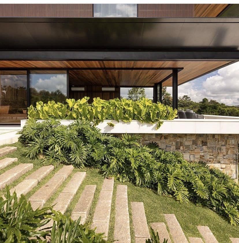 Projeto paisagístico de fachada residencial contemporânea em terreno em aclive, onde pisantes de pedra natural intercalados com grama esmeralda conduzem o percurso de acesso em meio a maciços volumosos de filodendro-guaimbê que cobrem o talude com textura exuberante. A jardineira elevada em alvenaria branca sobre muro de pedra natural abriga taiobas-ornamentais de folhagem verde-limão vibrante, criando contraste cromático e de escala com a massa verde inferior. A arquitetura de linhas horizontai, estilo Moderno, Tropical, elementos Escada em pisantes de pedra natural com junta de grama, Muro de arrimo em pedra natural tipo canjiquinha irregular, Jardineira elevada em alvenaria com acabamento branco, Cobertura com estrutura metálica preta e forro em madeira ripada, Panos de vidro amplos com esquadrias em alumínio preto, Painel de madeira cumaru no revestimento da fachada, Talude gramado com plantio em massa de filodendros, plantas Filodendro-guaimbê, Taioba-ornamental, Helicônia, Grama-esmeralda, ambiente moderno, sofisticado, localização fachada, entrada, jardim, área grande, estruturas iluminacao, cores verde-intenso, verde-limão, branco, cinza-escuro, marrom-madeira, bege-pedra, preto, piso pisantes, grama, pedra, privacidade cerca_viva, água nenhum