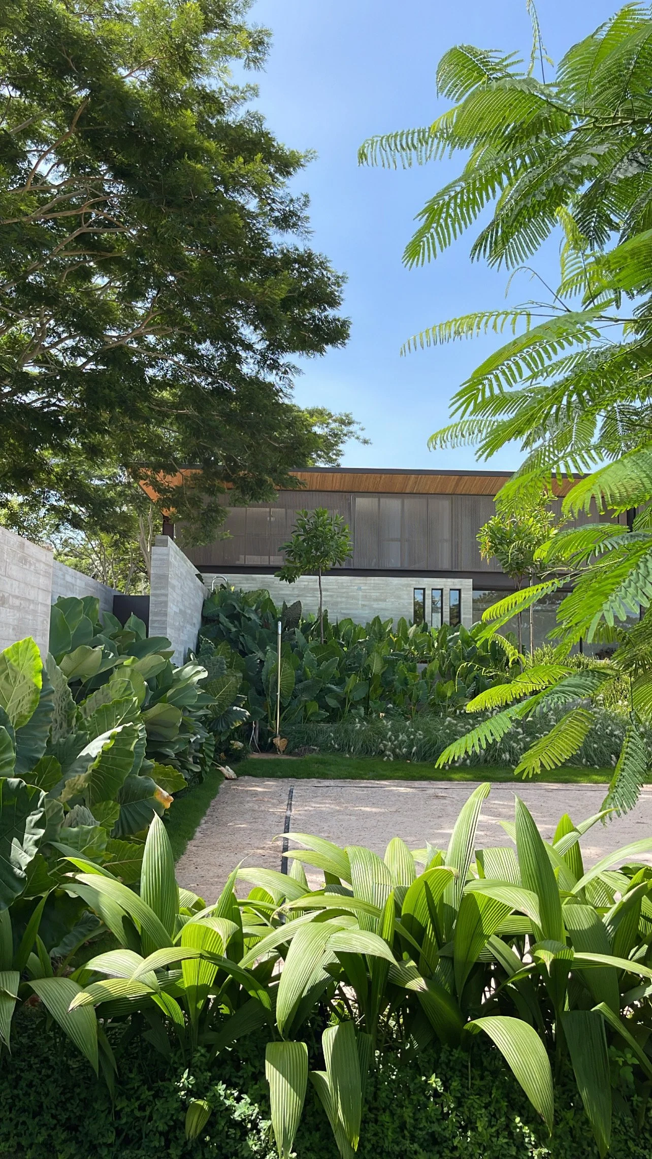 Projeto paisagístico de residência contemporânea de alto padrão que explora maciços tropicais exuberantes de Alocasias, Strelitzias e Heliconias para criar camadas volumosas de texturas verdes que emolduram a fachada minimalista em pedra natural e madeira ripada. O caminho central em piso claro conduz o olhar através de canteiros assimétricos onde espécies de grande porte como Sibipiruna e Flamboyanzinho fornecem sombreamento filtrado, enquanto forração de buxinho e amendoim-rasteiro garantem ac, estilo Moderno, Tropical, elementos Maciços tropicais volumosos ladeando caminho central, Fachada revestida em pedra natural clara (mármore ou limestone), Segundo pavimento com painel em madeira ripada (cumaru ou similar), Muro de concreto aparente como barreira lateral, Caminho de piso drenante / cimentado com junta seca central, Poste de iluminação balizador em aço preto no canteiro, Topiaria esférica em arvoreta conduzida ao centro do canteiro, Telhado com platibanda escura e beiral metálico, Esquadrias estreitas e verticais em alumínio escuro, plantas Helicônia, Bananeira-ornamental, Taioba-gigante / Orelha-de-elefante, Flamboyanzinho / Flamboiã-mirim, Palmeira-leque ou árvore de grande porte não identificada com precisão, Cróton / Dracena ou similar de folhagem larga verde-clara, Alpínia, Amendoim-rasteiro, Buxinho, Estrelítzia-branca / Ave-do-paraíso-gigante, Pau-ferro ou Sibipiruna, Costela-de-adão, ambiente sofisticado, moderno, relaxante, localização jardim, fachada, entrada, área grande, estruturas iluminacao, cores Verde intenso, Verde claro, Cinza claro (pedra natural), Bege areia, Madeira mel/cumaru, Preto (esquadrias e platibanda), Azul céu, piso pisantes, grama, porcelanato, privacidade cerca_viva, muro_verde, água nenhum