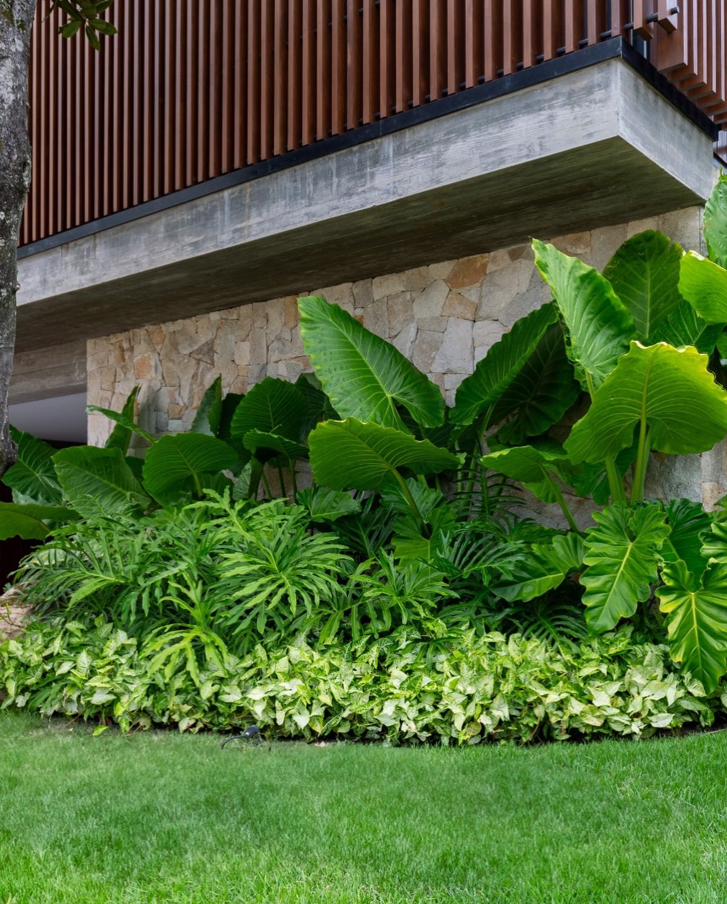 Projeto de fachada contemporânea que integra elementos construtivos robustos — concreto aparente, revestimento em pedra natural e brises verticais de madeira — com um maciço tropical exuberante escalonado em três camadas de altura. Na base, um tapete denso de singônios variegados faz a transição suave para o gramado esmeralda; no estrato intermediário, samambaias-de-metro criam volume e textura; e ao fundo, taiobas de grande porte com folhas sagitadas imponentes conferem verticalidade e dramatic, estilo Moderno, Tropical, elementos Parede de pedra natural tipo Arenito/Pedra Madeira em tons terrosos, Viga de concreto aparente como elemento horizontal marcante, Brises verticais de madeira cumaru na parte superior da fachada, Faixa de metal preto entre concreto e brises como arremate, Maciço tropical escalonado em três camadas de altura, Gramado bem aparado como pano de fundo frontal, plantas Taioba-de-jardim, Samambaia-de-metro, Singônio, Grama-esmeralda, ambiente moderno, sofisticado, relaxante, localização fachada, jardim, área medio, estruturas nenhum, cores Verde-escuro das folhagens tropicais, Verde-claro dos singônios e samambaias, Verde-esmeralda do gramado, Cinza do concreto aparente, Bege e ocre da pedra natural, Marrom-avermelhado dos brises de madeira, Preto dos perfis metálicos, piso grama, privacidade nenhum, água nenhum