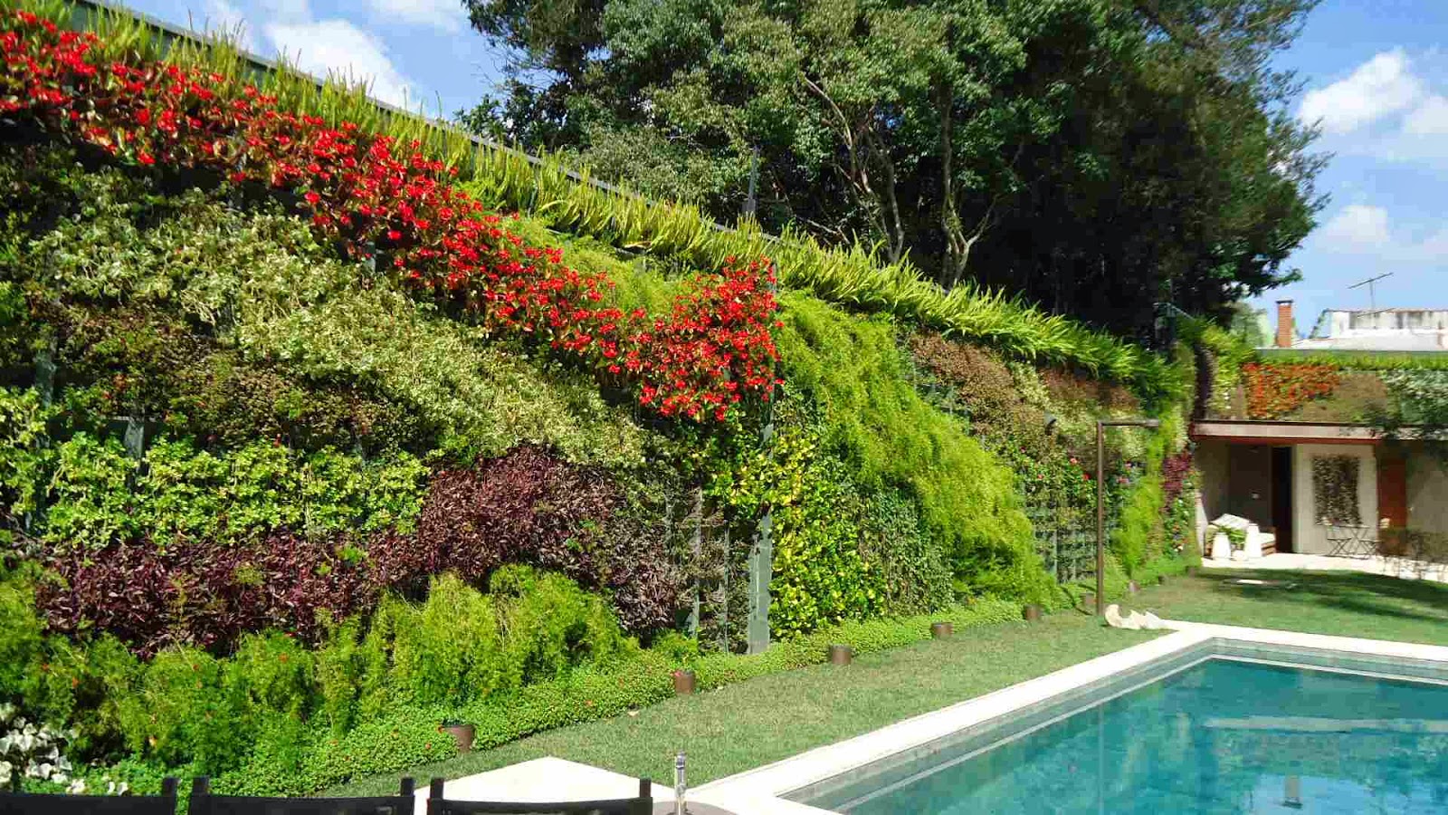 Projeto paisagístico de grande escala que apresenta um imponente jardim vertical em talude, composto por faixas diagonais de vegetação com texturas e cores contrastantes — desde begônias vermelhas vibrantes até massas de aspargos pendentes e tradescântias roxas — criando um verdadeiro mural botânico vivo. A piscina retangular de águas azuis é margeada por gramado impecável e emoldurada pela exuberância do muro verde que se integra organicamente à residência, cujo teto verde reforça a proposta de, estilo Moderno, Tropical, elementos Jardim vertical monumental em talude com plantio em faixas diagonais, Piscina retangular com borda em pedra branca, Gramado em grama-esmeralda ao redor da piscina, Estrutura metálica de apoio/guarda-corpo em aço corten junto ao muro verde, Casa com cobertura verde (teto verde) integrada ao paisagismo, Vasos cilíndricos de fibra junto à base do muro verde, Treliça metálica vertical como suporte para escaladeiras, Varanda coberta com estrutura em madeira e pilar de concreto, plantas Begônia, Aspargo-pendente, Bromélia, Grama-amendoim, Buxinho, Tradescântia-roxa, Clorofito, Lambari-roxo, Dracena, Líriope, Unha-de-gato, Capim-do-texas, Samambaia, Hera, Tuia-holandesa, Pingo-de-ouro, Jabuticabeira ou árvore nativa de grande porte, Ripsális, Singônio, Peperômia, ambiente sofisticado, moderno, relaxante, localização piscina, muro, jardim, área grande, estruturas iluminacao, cores verde-claro, verde-escuro, vermelho-vivo, bordô, roxo, amarelo-esverdeado, branco, marrom, piso grama, pedra, privacidade muro_verde, cerca_viva, água piscina
