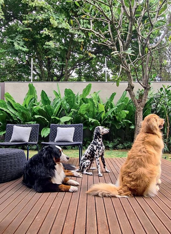 Projeto de paisagismo tropical contemporâneo em quintal residencial, com generoso deck em madeira nobre tipo cumaru, emoldurado por um maciço exuberante de folhagens tropicais de grande porte — pacovás, helicônias e bananeiras-ornamentais — que formam uma cortina verde densa junto ao muro de divisa. A composição cria um ambiente de refúgio urbano com forte apelo naturalista, onde o mobiliário em fibra sintética cinza dialoga com a paleta neutra do muro e das almofadas, contrastando harmoniosamen, estilo Moderno, Tropical, elementos Deck de madeira cumaru com réguas horizontais, Conjunto de duas cadeiras em fibra sintética trançada cinza escuro com almofadas cinza claro, Mesa lateral redonda em fibra sintética trançada cinza escuro, Muro de alvenaria rebocado e pintado em tom cinza claro, Cerca/grade metálica sobre o muro para segurança, Faixa de gramado entre o deck e o maciço vegetal, Três cães de grande porte no deck (Bernese Mountain Dog, Dálmata, Golden Retriever), plantas Helicônia, Bananeira-ornamental, Pacová, Guaimbê, Pau-Brasil ou árvore de médio porte não identificada com precisão, Árvore de grande porte ao fundo, Costela-de-adão, ambiente relaxante, moderno, acolhedor, sofisticado, localização quintal, jardim, varanda, área medio, estruturas banco, nenhum, cores verde-escuro, verde-claro, marrom-madeira, cinza-escuro, cinza-claro, branco, preto, piso deck, grama, privacidade cerca_viva, muro_verde, água nenhum