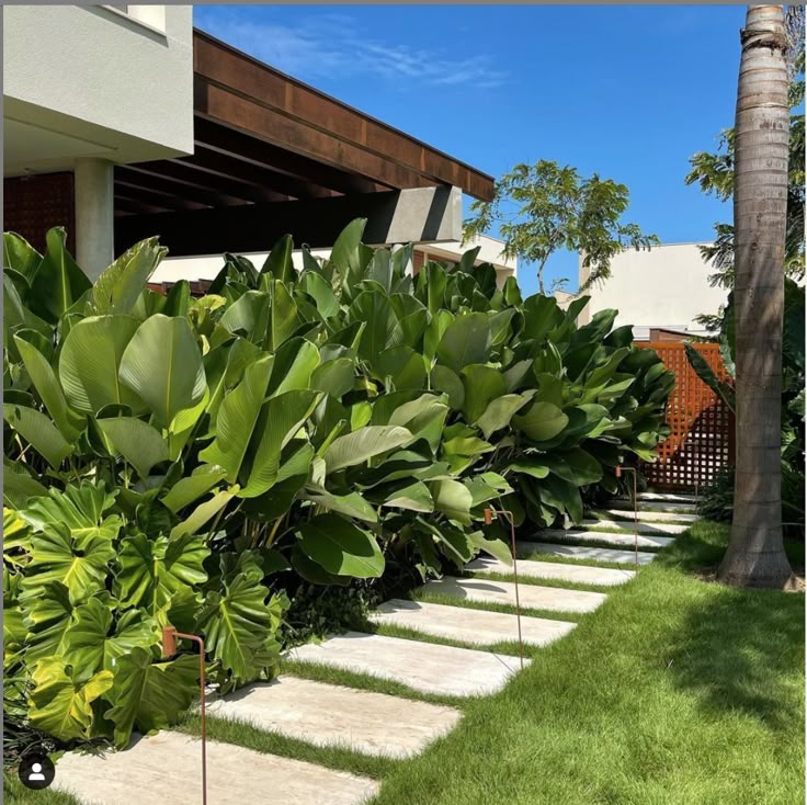 Corredor lateral de residência contemporânea com volumetria em concreto aparente e pergolado em madeira escura, onde um maciço exuberante de folhagens tropicais de grande porte — dominado por Strelitzia nicolai, Calathea lutea e Philodendron bipinnatifidum — cria uma parede verde densa e escultural junto à fachada. Pisantes retangulares de porcelanato bege, dispostos linearmente sobre grama-esmeralda impecável, conduzem o percurso sob a copa de um coqueiro adulto, enquanto espetos de iluminação , estilo Moderno, Tropical, elementos Pisantes retangulares de pedra natural ou porcelanato em tons de bege intercalados com grama, Iluminação de jardim com espetos de LED em acabamento cobre/ferrugem, Pergolado em madeira escura com cobertura parcial, Treliça/painel vazado decorativo em madeira ou aço corten na lateral, Pilares de concreto aparente, Muro de alvenaria com acabamento neutro ao fundo, plantas Helicônia-papagaio, Bananeira-ornamental, Filodendro-guaimbê, Estrelítzia-branca / Ave-do-paraíso-gigante, Coqueiro, Calathea, Grama-esmeralda, ambiente moderno, sofisticado, relaxante, localização corredor, fachada, jardim, área medio, estruturas pergolado, iluminacao, cores verde-intenso, verde-claro, bege, marrom-escuro, corten/ferrugem, cinza-concreto, branco, piso pisantes, grama, privacidade cerca_viva, muro_verde, água nenhum