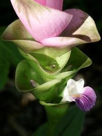 Açafrão-da-conchinchina