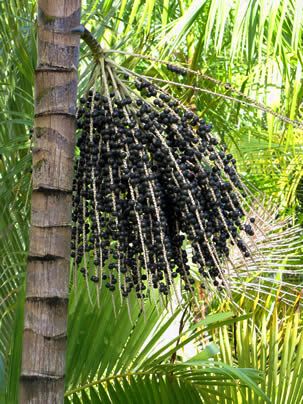 Açaí