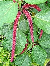 Acalifa-macarrão