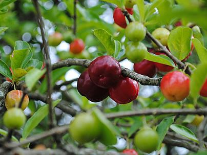 Acerola