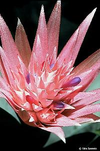 Aequimea