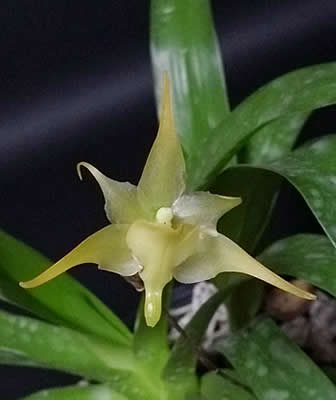 Aeranthes arachnites