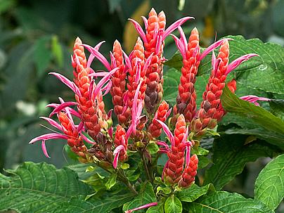 Afelandra-coral