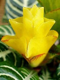 Afelandra