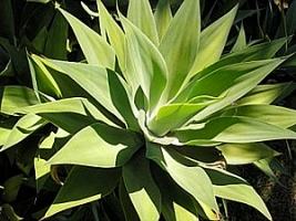Agave-dragão