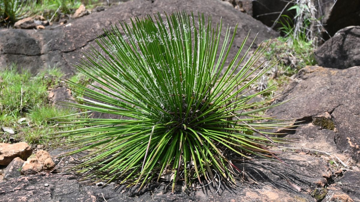 Agave-palito