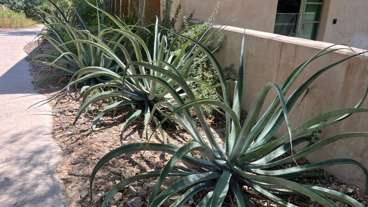 Agave-polvo