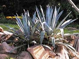 Agave