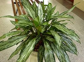 Aglaonema