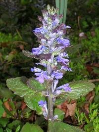 Ajuga