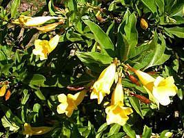 Alamanda-de-cerca