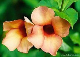 Alamanda-roxa