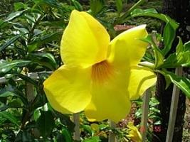 Alamanda