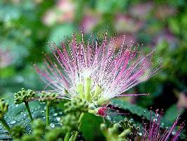 Albizia