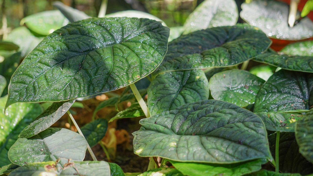 Alocasia Melo