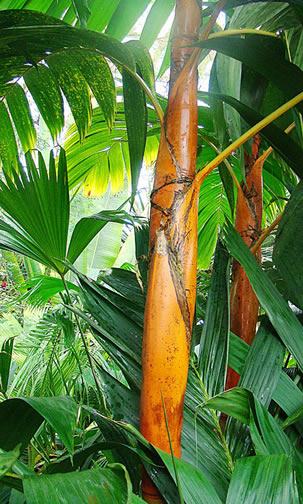Areca-dourada