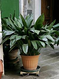 Aspidistra