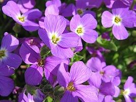 Aubrietia
