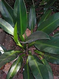 Babosa-de-pau