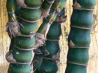 Bambu-barriga-de-buda